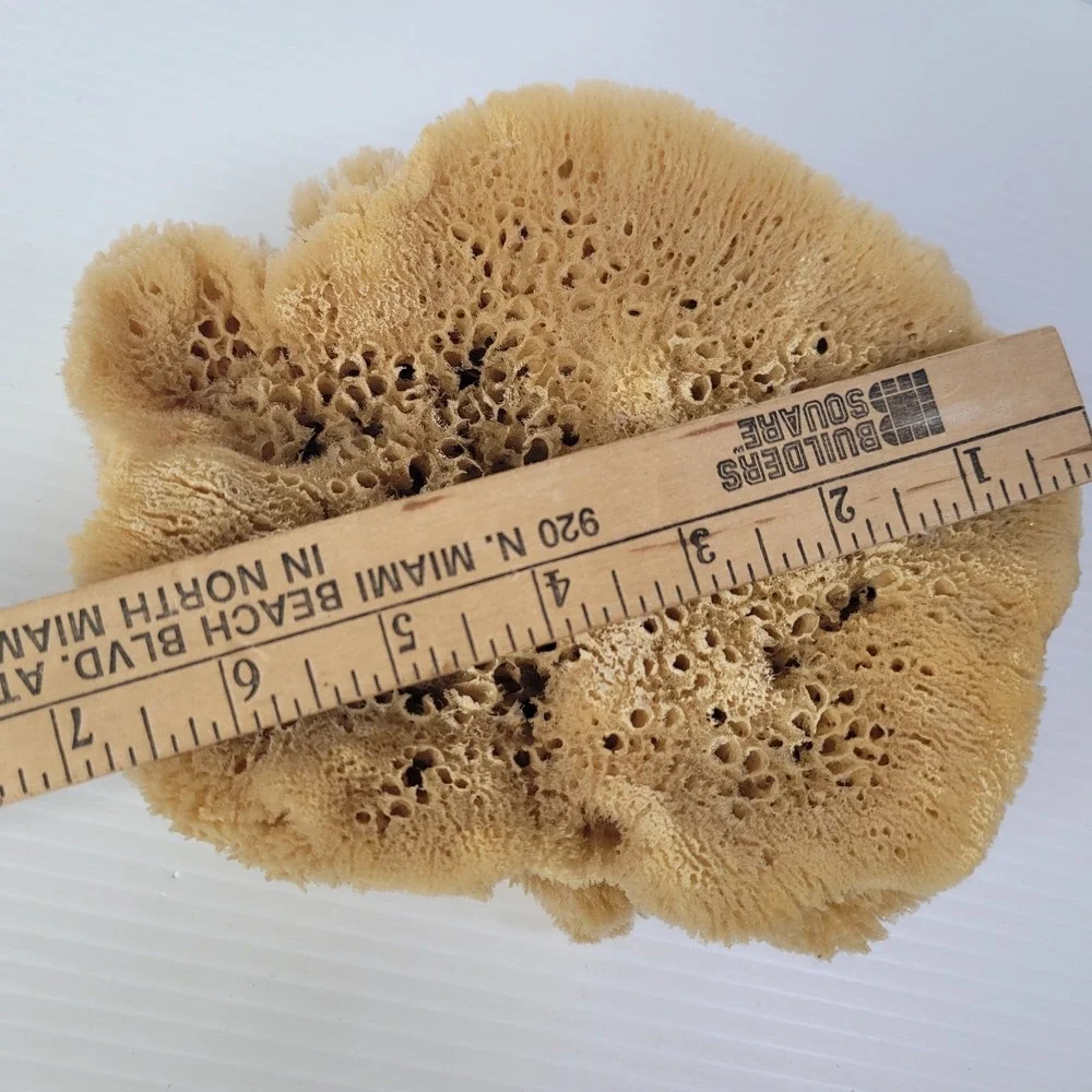 2 Natural Sea‎ Sponges Vase Cap Ocean Nautical Beach House Decor 7